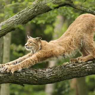 cats1_0043