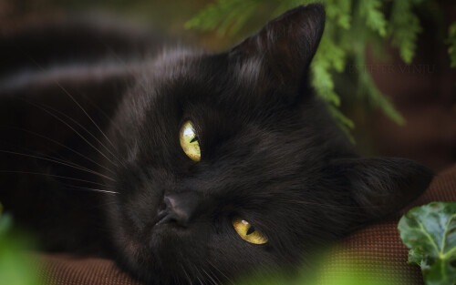 cats1_0046.jpg