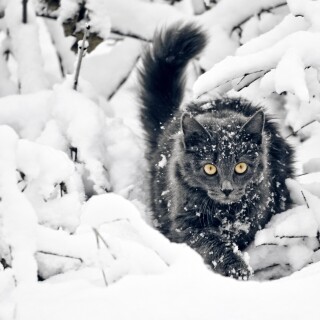 cats1_0050
