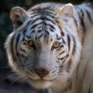 cats1_0059