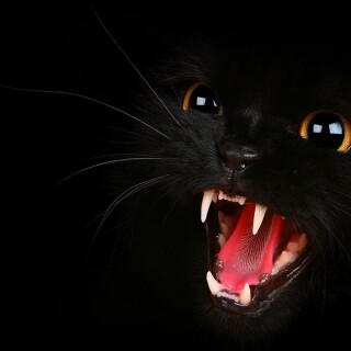 cats1_0061