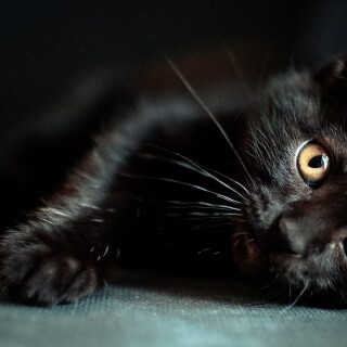 cats1_0062