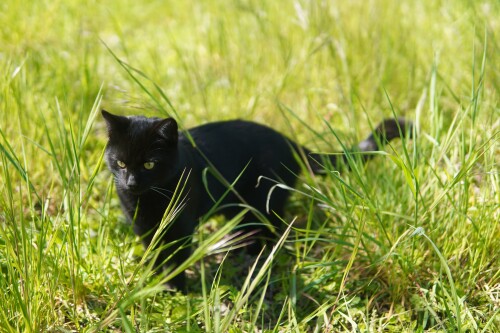 cats1_0072.jpg