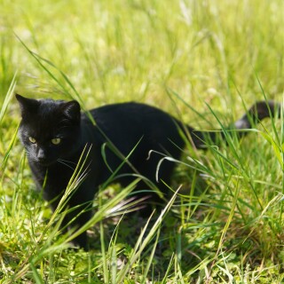 cats1_0072