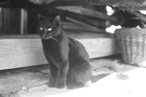 cats1_0074.jpg