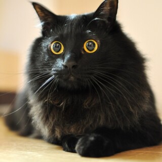 cats1_0075