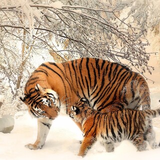 cats1_0079