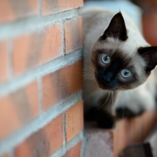 cats1_0082