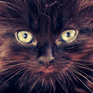 cats1_0083