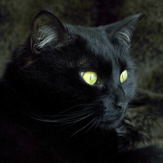 cats1_0087