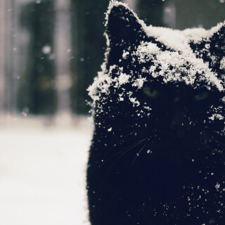 cats1_0089