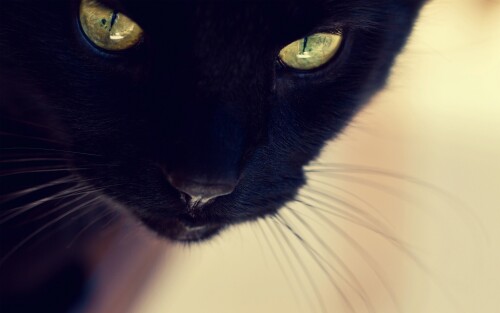 cats1_0090.jpg