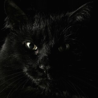 cats1_0100