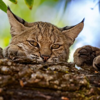 cats1_0104