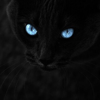 cats1_0118