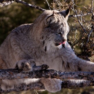 cats1_0122