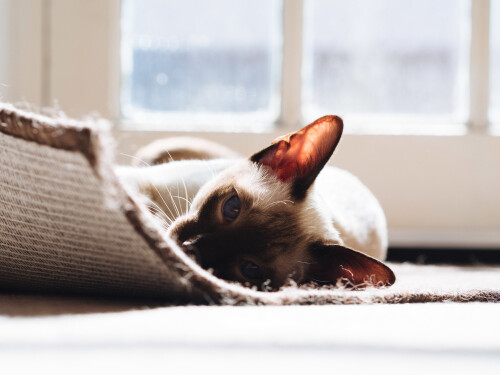 cats1_0129.jpg