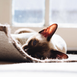 cats1_0129