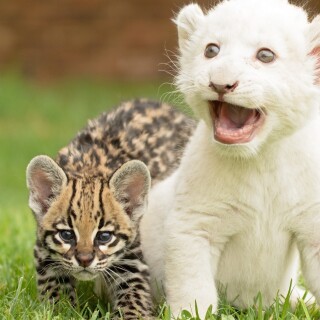 cats1_0130