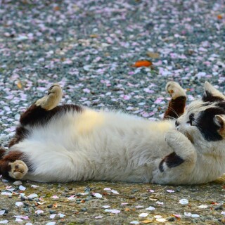 cats1_0144
