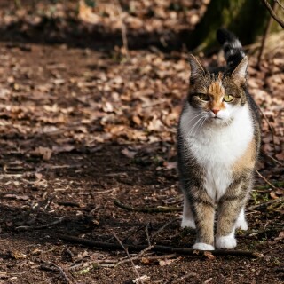 cats1_0159