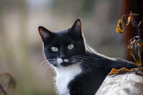 cats1_0165.jpg
