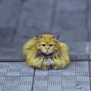cats1_0175