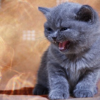 cats1_0187