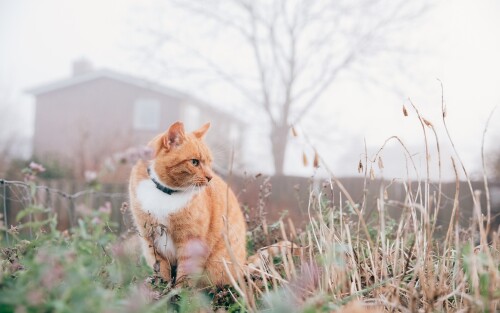 cats1_0191.jpg