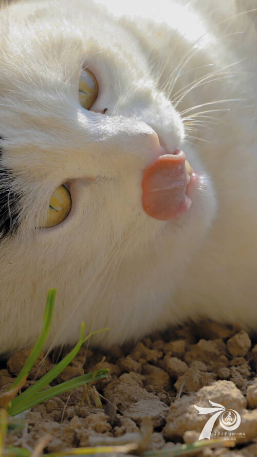 cats1_0195.jpg