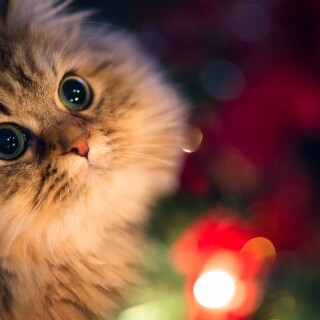 cats1_0196