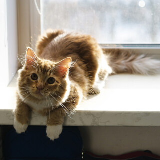 cats1_0203