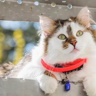 cats1_0204
