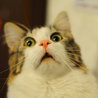 cats1_0218
