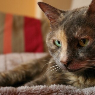 cats1_0224