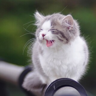 cats1_0226