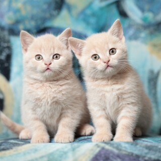 cats1_0227