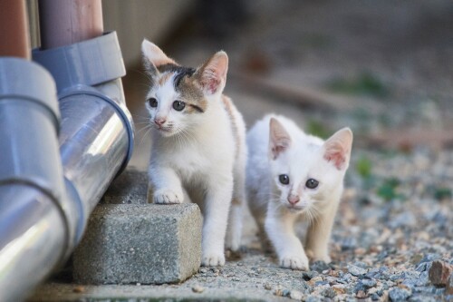 cats1_0234.jpg