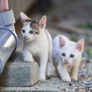 cats1_0234