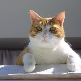cats1_0241