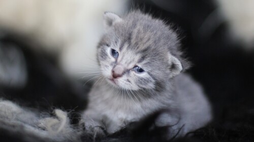 cats1_0250.jpg