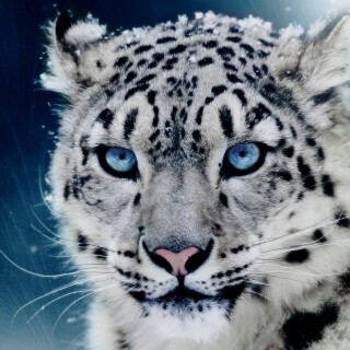 cats1_0264