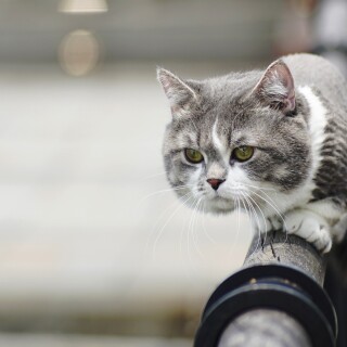 cats1_0268