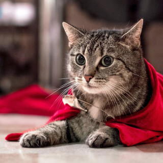 cats1_0271