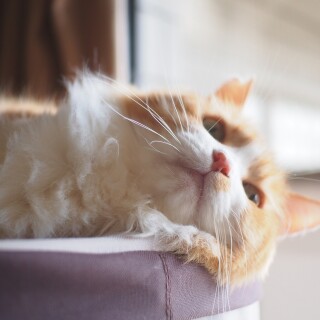 cats1_0274