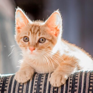 cats1_0277