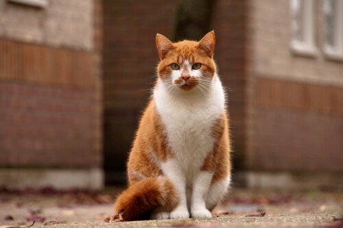 cats1_0280.jpg
