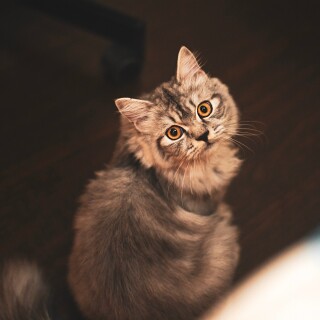 cats1_0281