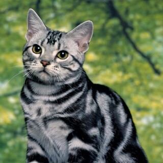 cats1_0284