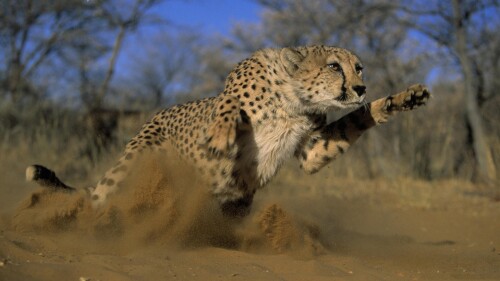 cats1_0290.jpg
